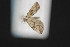  ( - CNCLEP 84204)  @12 [ ] CreativeCommons - Attribution Non-Commercial Share-Alike (2010) Canadian National Collection of Insects, Arachnids and Nematodes Canadian National Collection of Insects, Arachnids and Nematodes