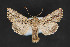  ( - CNCLEP 84209)  @13 [ ] CreativeCommons - Attribution Non-Commercial Share-Alike (2010) Canadian National Collection of Insects, Arachnids and Nematodes Canadian National Collection of Insects, Arachnids and Nematodes