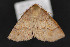  ( - CNCLEP 84213)  @12 [ ] CreativeCommons - Attribution Non-Commercial Share-Alike (2010) Canadian National Collection of Insects, Arachnids and Nematodes Canadian National Collection of Insects, Arachnids and Nematodes