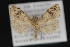  ( - CNCLEP 84239)  @14 [ ] CreativeCommons - Attribution Non-Commercial Share-Alike (2010) Canadian National Collection of Insects, Arachnids and Nematodes Canadian National Collection of Insects, Arachnids and Nematodes