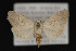  ( - CNCLEP 84247)  @12 [ ] CreativeCommons - Attribution Non-Commercial Share-Alike (2010) Canadian National Collection of Insects, Arachnids and Nematodes Canadian National Collection of Insects, Arachnids and Nematodes