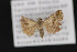  ( - CNCLEP 84262)  @13 [ ] CreativeCommons - Attribution Non-Commercial Share-Alike (2010) Canadian National Collection of Insects, Arachnids and Nematodes Canadian National Collection of Insects, Arachnids and Nematodes