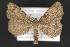  ( - CNCLEP 84264)  @14 [ ] CreativeCommons - Attribution Non-Commercial Share-Alike (2010) Canadian National Collection of Insects, Arachnids and Nematodes Canadian National Collection of Insects, Arachnids and Nematodes