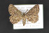  ( - CNCLEP 84265)  @12 [ ] CreativeCommons - Attribution Non-Commercial Share-Alike (2010) Canadian National Collection of Insects, Arachnids and Nematodes Canadian National Collection of Insects, Arachnids and Nematodes