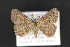  ( - CNCLEP 84266)  @14 [ ] CreativeCommons - Attribution Non-Commercial Share-Alike (2010) Canadian National Collection of Insects, Arachnids and Nematodes Canadian National Collection of Insects, Arachnids and Nematodes