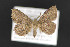  ( - CNCLEP 84268)  @13 [ ] CreativeCommons - Attribution Non-Commercial Share-Alike (2010) Canadian National Collection of Insects, Arachnids and Nematodes Canadian National Collection of Insects, Arachnids and Nematodes
