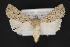  ( - CNCLEP 84270)  @12 [ ] CreativeCommons - Attribution Non-Commercial Share-Alike (2010) Canadian National Collection of Insects, Arachnids and Nematodes Canadian National Collection of Insects, Arachnids and Nematodes