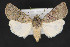  ( - CNCLEP 84272)  @13 [ ] CreativeCommons - Attribution Non-Commercial Share-Alike (2010) Canadian National Collection of Insects, Arachnids and Nematodes Canadian National Collection of Insects, Arachnids and Nematodes