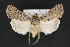  ( - CNCLEP 84273)  @13 [ ] CreativeCommons - Attribution Non-Commercial Share-Alike (2010) Canadian National Collection of Insects, Arachnids and Nematodes Canadian National Collection of Insects, Arachnids and Nematodes