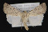  (Anicla digna - CNCLEP 84278)  @15 [ ] CreativeCommons - Attribution Non-Commercial Share-Alike (2010) Canadian National Collection of Insects, Arachnids and Nematodes Canadian National Collection of Insects, Arachnids and Nematodes