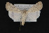  ( - CNCLEP 84280)  @14 [ ] CreativeCommons - Attribution Non-Commercial Share-Alike (2010) Canadian National Collection of Insects, Arachnids and Nematodes Canadian National Collection of Insects, Arachnids and Nematodes