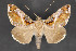  (Calyptis sp - CNCLEP 84283)  @14 [ ] CreativeCommons - Attribution Non-Commercial Share-Alike (2010) Canadian National Collection of Insects, Arachnids and Nematodes Canadian National Collection of Insects, Arachnids and Nematodes