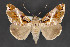  ( - CNCLEP 84284)  @11 [ ] CreativeCommons - Attribution Non-Commercial Share-Alike (2010) Canadian National Collection of Insects, Arachnids and Nematodes Canadian National Collection of Insects, Arachnids and Nematodes