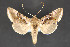  ( - CNCLEP 84288)  @13 [ ] CreativeCommons - Attribution Non-Commercial Share-Alike (2010) Canadian National Collection of Insects, Arachnids and Nematodes Canadian National Collection of Insects, Arachnids and Nematodes