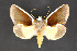  ( - CNCLEP 84289)  @13 [ ] CreativeCommons - Attribution Non-Commercial Share-Alike (2010) Canadian National Collection of Insects, Arachnids and Nematodes Canadian National Collection of Insects, Arachnids and Nematodes