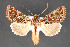  (Dargida sp - CNCLEP 84292)  @14 [ ] CreativeCommons - Attribution Non-Commercial Share-Alike (2010) Canadian National Collection of Insects, Arachnids and Nematodes Canadian National Collection of Insects, Arachnids and Nematodes