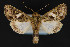  (Trachea nr. anguliplaga - CNCLEP 84303)  @13 [ ] CreativeCommons - Attribution Non-Commercial Share-Alike (2010) Canadian National Collection of Insects, Arachnids and Nematodes Canadian National Collection of Insects, Arachnids and Nematodes