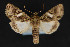  ( - CNCLEP 84304)  @12 [ ] CreativeCommons - Attribution Non-Commercial Share-Alike (2010) Canadian National Collection of Insects, Arachnids and Nematodes Canadian National Collection of Insects, Arachnids and Nematodes