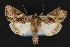  ( - CNCLEP 84305)  @12 [ ] CreativeCommons - Attribution Non-Commercial Share-Alike (2010) Canadian National Collection of Insects, Arachnids and Nematodes Canadian National Collection of Insects, Arachnids and Nematodes