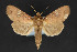 (Chabuata sp - CNCLEP 84306)  @13 [ ] CreativeCommons - Attribution Non-Commercial Share-Alike (2010) Canadian National Collection of Insects, Arachnids and Nematodes Canadian National Collection of Insects, Arachnids and Nematodes