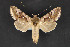  ( - CNCLEP 84316)  @12 [ ] CreativeCommons - Attribution Non-Commercial Share-Alike (2010) Canadian National Collection of Insects, Arachnids and Nematodes Canadian National Collection of Insects, Arachnids and Nematodes