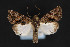  ( - CNCLEP 84320)  @12 [ ] CreativeCommons - Attribution Non-Commercial Share-Alike (2010) Canadian National Collection of Insects, Arachnids and Nematodes Canadian National Collection of Insects, Arachnids and Nematodes