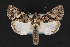  ( - CNCLEP 84321)  @13 [ ] CreativeCommons - Attribution Non-Commercial Share-Alike (2010) Canadian National Collection of Insects, Arachnids and Nematodes Canadian National Collection of Insects, Arachnids and Nematodes