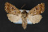  (Eriopyga melanosigma - CNCLEP 84322)  @13 [ ] CreativeCommons - Attribution Non-Commercial Share-Alike (2010) Canadian National Collection of Insects, Arachnids and Nematodes Canadian National Collection of Insects, Arachnids and Nematodes
