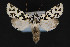  ( - CNCLEP 84324)  @14 [ ] CreativeCommons - Attribution Non-Commercial Share-Alike (2010) Canadian National Collection of Insects, Arachnids and Nematodes Canadian National Collection of Insects, Arachnids and Nematodes