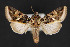  ( - CNCLEP 84327)  @13 [ ] CreativeCommons - Attribution Non-Commercial Share-Alike (2010) Canadian National Collection of Insects, Arachnids and Nematodes Canadian National Collection of Insects, Arachnids and Nematodes
