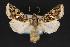  ( - CNCLEP 84328)  @14 [ ] CreativeCommons - Attribution Non-Commercial Share-Alike (2010) Canadian National Collection of Insects, Arachnids and Nematodes Canadian National Collection of Insects, Arachnids and Nematodes