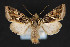  ( - CNCLEP 84329)  @13 [ ] CreativeCommons - Attribution Non-Commercial Share-Alike (2010) Canadian National Collection of Insects, Arachnids and Nematodes Canadian National Collection of Insects, Arachnids and Nematodes