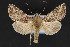  (Plusia - CNCLEP 84330)  @15 [ ] CreativeCommons - Attribution Non-Commercial Share-Alike (2010) Canadian National Collection of Insects, Arachnids and Nematodes Canadian National Collection of Insects, Arachnids and Nematodes