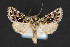  ( - CNCLEP 84334)  @12 [ ] CreativeCommons - Attribution Non-Commercial Share-Alike (2010) Canadian National Collection of Insects, Arachnids and Nematodes Canadian National Collection of Insects, Arachnids and Nematodes