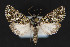  ( - CNCLEP 84335)  @13 [ ] CreativeCommons - Attribution Non-Commercial Share-Alike (2010) Canadian National Collection of Insects, Arachnids and Nematodes Canadian National Collection of Insects, Arachnids and Nematodes