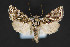  ( - CNCLEP 84336)  @13 [ ] CreativeCommons - Attribution Non-Commercial Share-Alike (2010) Canadian National Collection of Insects, Arachnids and Nematodes Canadian National Collection of Insects, Arachnids and Nematodes