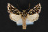  ( - CNCLEP 84337)  @12 [ ] CreativeCommons - Attribution Non-Commercial Share-Alike (2010) Canadian National Collection of Insects, Arachnids and Nematodes Canadian National Collection of Insects, Arachnids and Nematodes