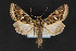  ( - CNCLEP 84339)  @13 [ ] CreativeCommons - Attribution Non-Commercial Share-Alike (2010) Canadian National Collection of Insects, Arachnids and Nematodes Canadian National Collection of Insects, Arachnids and Nematodes