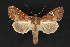  (Chabuata chionosema - CNCLEP 84343)  @13 [ ] CreativeCommons - Attribution Non-Commercial Share-Alike (2010) Canadian National Collection of Insects, Arachnids and Nematodes Canadian National Collection of Insects, Arachnids and Nematodes