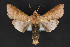  (Marilopteryx sp - CNCLEP 84346)  @14 [ ] CreativeCommons - Attribution Non-Commercial Share-Alike (2010) Canadian National Collection of Insects, Arachnids and Nematodes Canadian National Collection of Insects, Arachnids and Nematodes