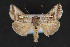  ( - CNCLEP 84349)  @13 [ ] CreativeCommons - Attribution Non-Commercial Share-Alike (2010) Canadian National Collection of Insects, Arachnids and Nematodes Canadian National Collection of Insects, Arachnids and Nematodes