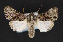  ( - CNCLEP 84351)  @12 [ ] CreativeCommons - Attribution Non-Commercial Share-Alike (2010) Canadian National Collection of Insects, Arachnids and Nematodes Canadian National Collection of Insects, Arachnids and Nematodes