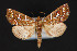  (Selambina - CNCLEP 84355)  @15 [ ] CreativeCommons - Attribution Non-Commercial Share-Alike (2010) Canadian National Collection of Insects, Arachnids and Nematodes Canadian National Collection of Insects, Arachnids and Nematodes