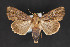  (Dypterygia nr. lignaris - CNCLEP 84358)  @11 [ ] CreativeCommons - Attribution Non-Commercial Share-Alike (2010) Canadian National Collection of Insects, Arachnids and Nematodes Canadian National Collection of Insects, Arachnids and Nematodes