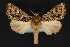  ( - CNCLEP 84359)  @15 [ ] CreativeCommons - Attribution Non-Commercial Share-Alike (2010) Canadian National Collection of Insects, Arachnids and Nematodes Canadian National Collection of Insects, Arachnids and Nematodes
