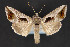  (Autoplusia nr. egenoides - CNCLEP 84361)  @15 [ ] CreativeCommons - Attribution Non-Commercial Share-Alike (2010) Canadian National Collection of Insects, Arachnids and Nematodes Canadian National Collection of Insects, Arachnids and Nematodes