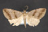  ( - CNCLEP 84362)  @12 [ ] CreativeCommons - Attribution Non-Commercial Share-Alike (2010) Canadian National Collection of Insects, Arachnids and Nematodes Canadian National Collection of Insects, Arachnids and Nematodes