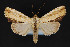  ( - CNCLEP 84365)  @11 [ ] CreativeCommons - Attribution Non-Commercial Share-Alike (2010) Canadian National Collection of Insects, Arachnids and Nematodes Canadian National Collection of Insects, Arachnids and Nematodes