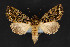  ( - CNCLEP 84366)  @15 [ ] CreativeCommons - Attribution Non-Commercial Share-Alike (2010) Canadian National Collection of Insects, Arachnids and Nematodes Canadian National Collection of Insects, Arachnids and Nematodes