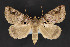  ( - CNCLEP 84370)  @12 [ ] CreativeCommons - Attribution Non-Commercial Share-Alike (2010) Canadian National Collection of Insects, Arachnids and Nematodes Canadian National Collection of Insects, Arachnids and Nematodes
